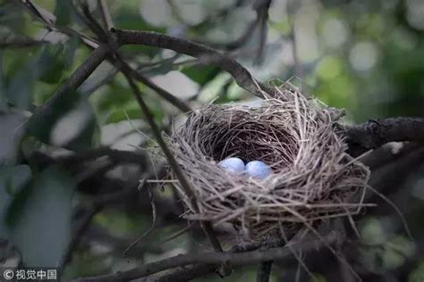 鳥來家裡築巢 風水|【鳥在家裡築巢】鳥兒在家裡築巢預示什麼？風水專家。